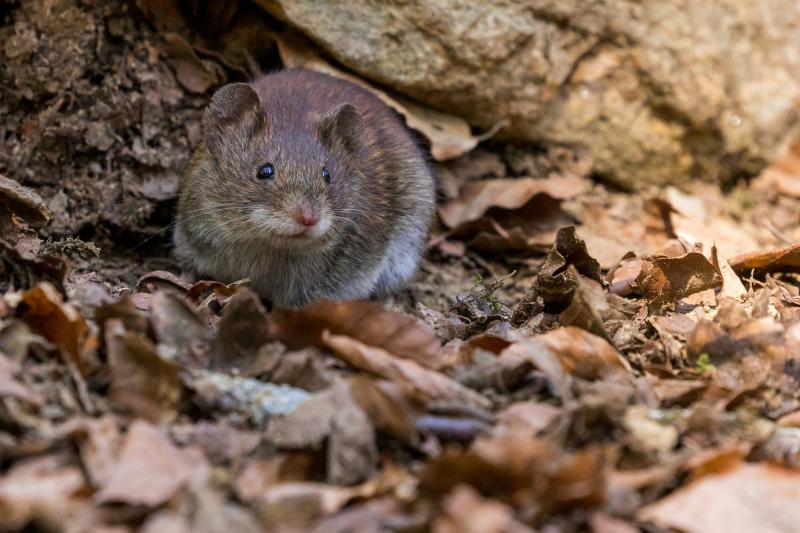 Close-up of a mouse surrounded by fallen leaves and rocks outdoors
