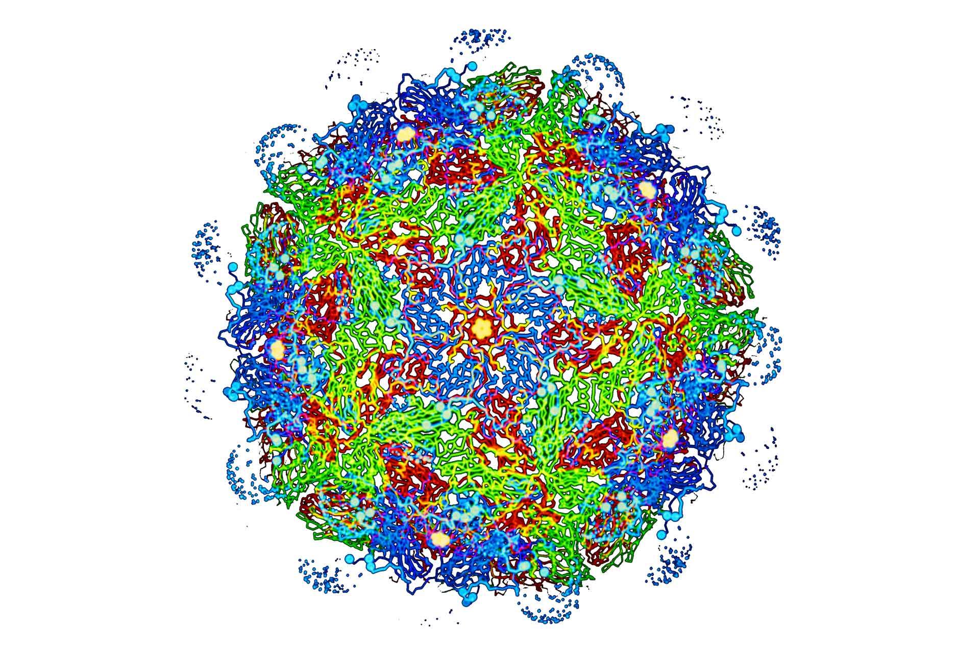 Foot-and-mouth disease virus capsid structure