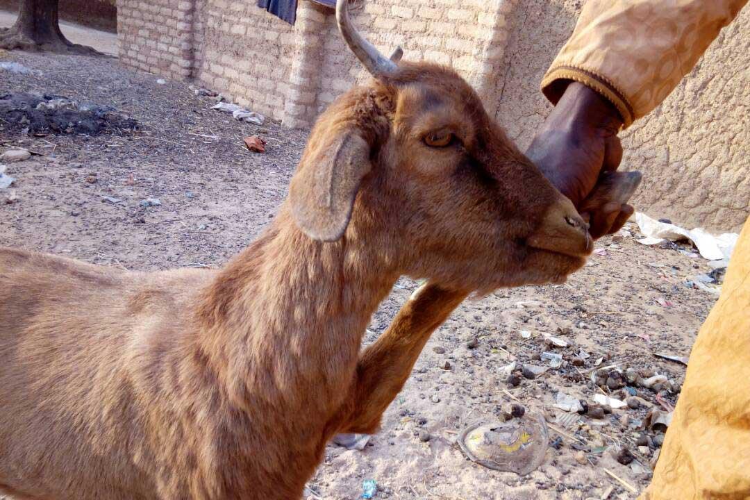 Goat with goatpox clinical signs