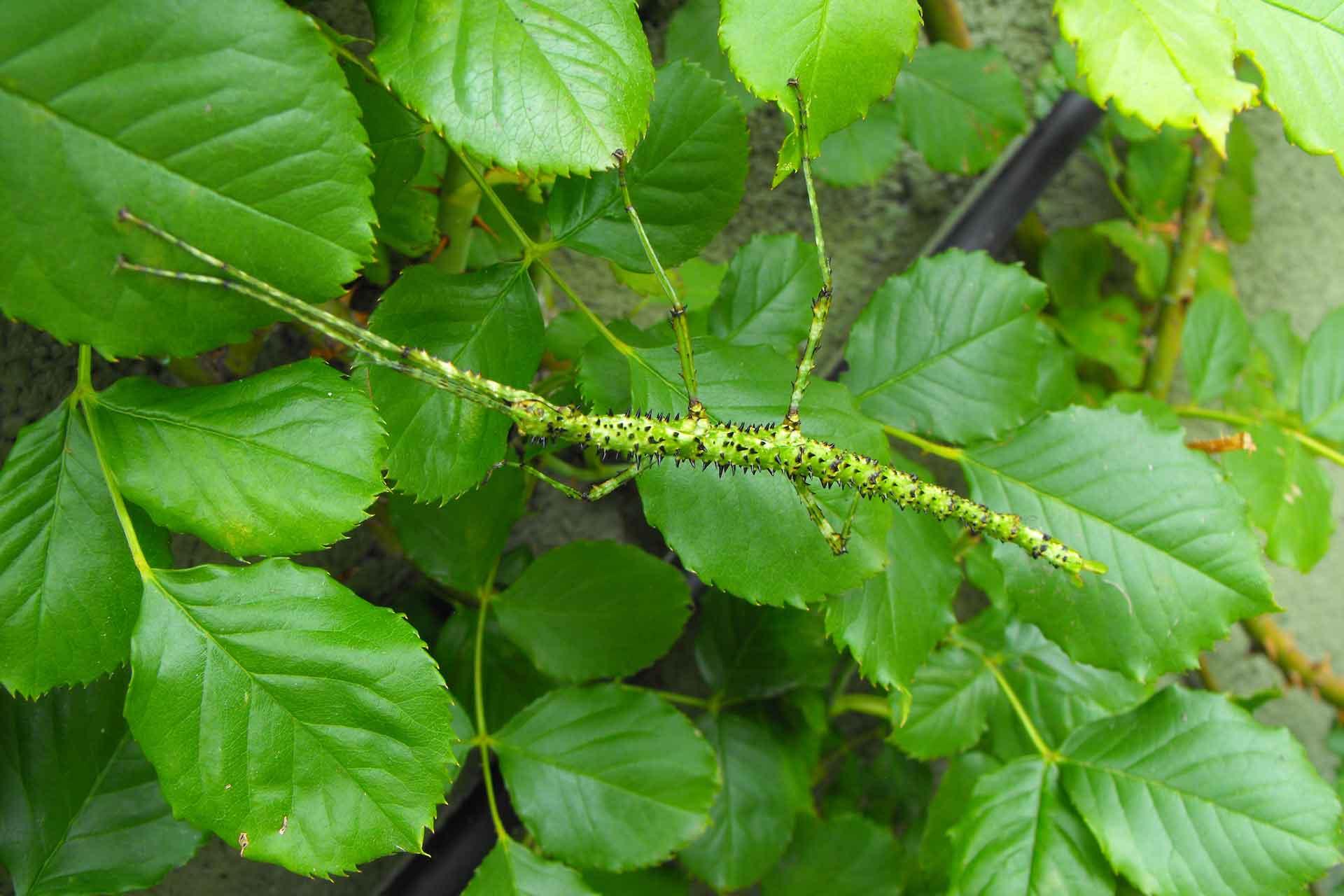 prickly stick insect national insect week