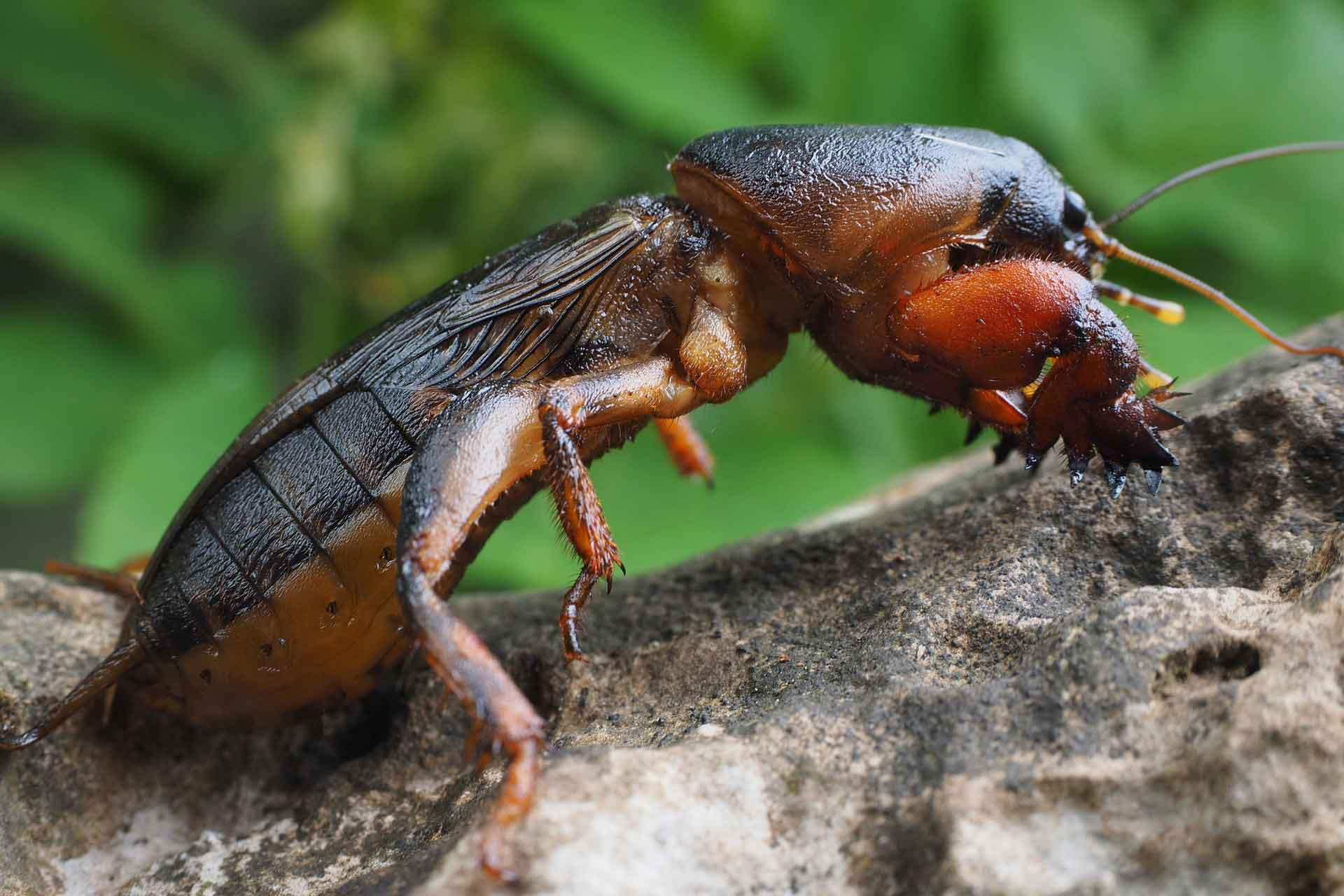 mole cricket national insect week