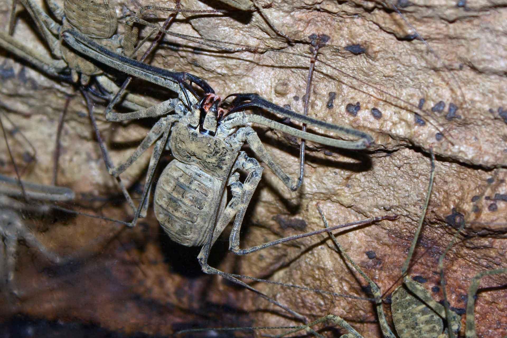 Amblypygi