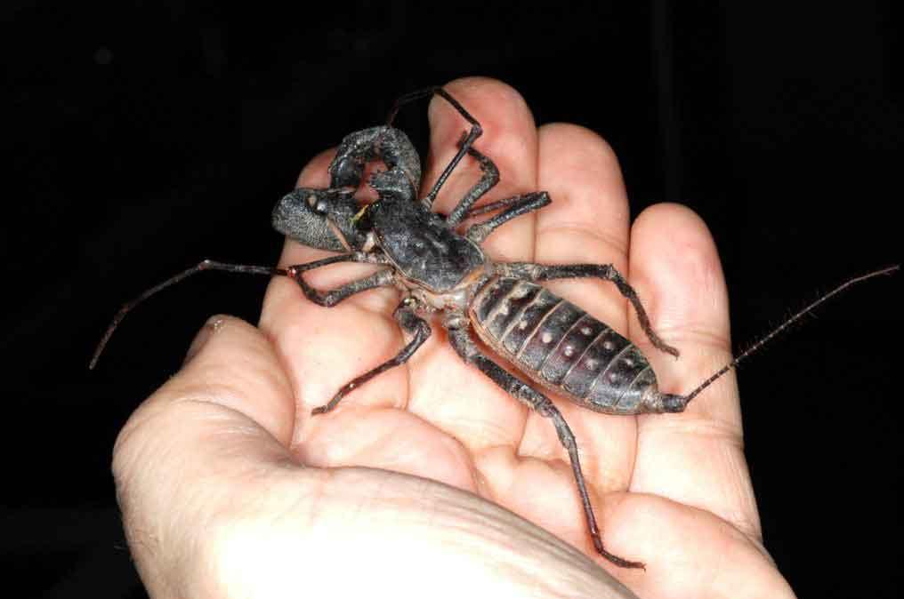 Whip scorpion on a hand