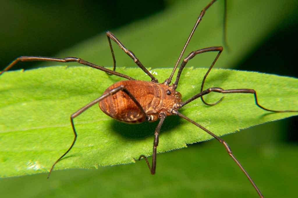 Harvestman spider