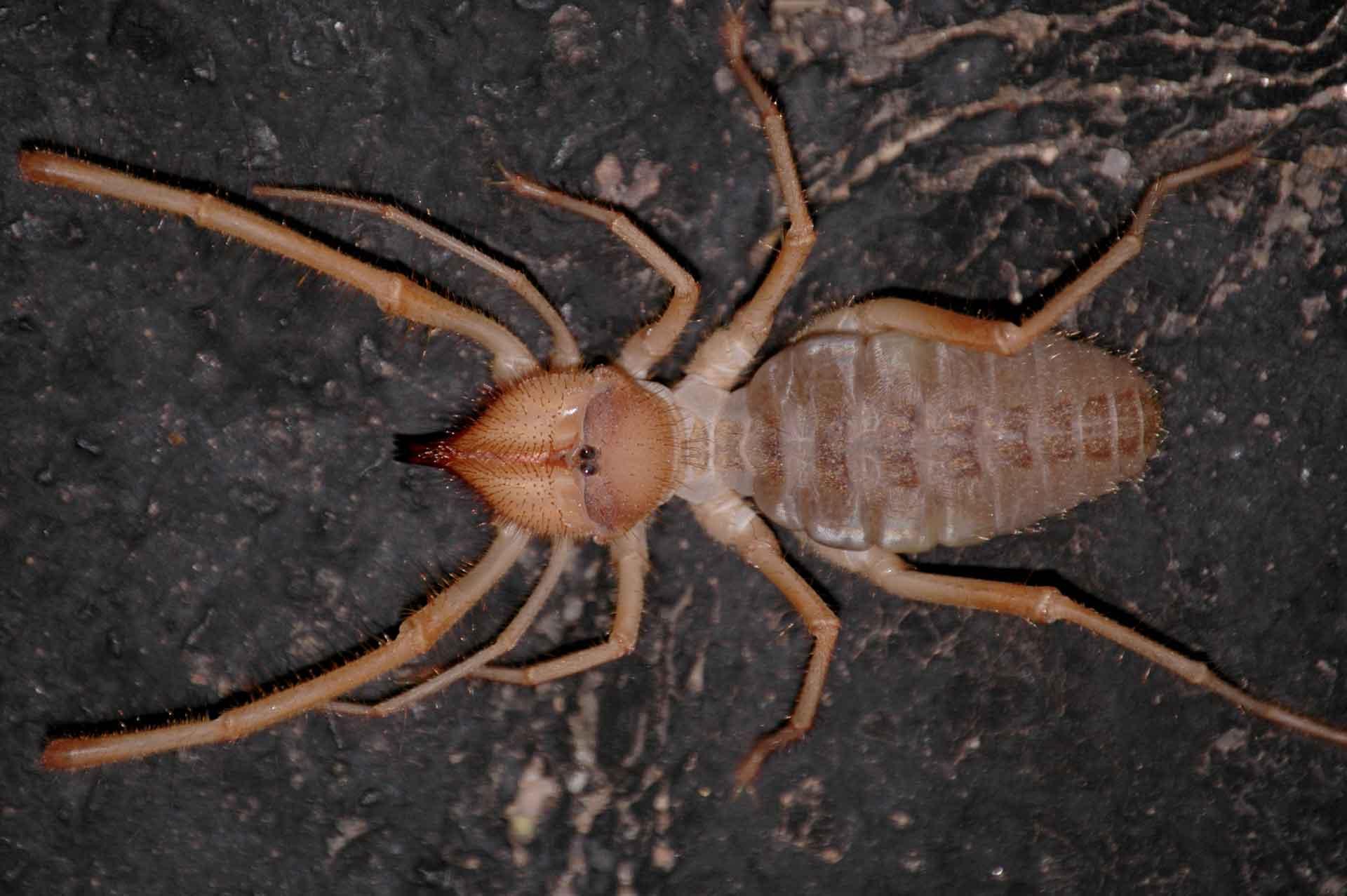 Sunspider on a wall