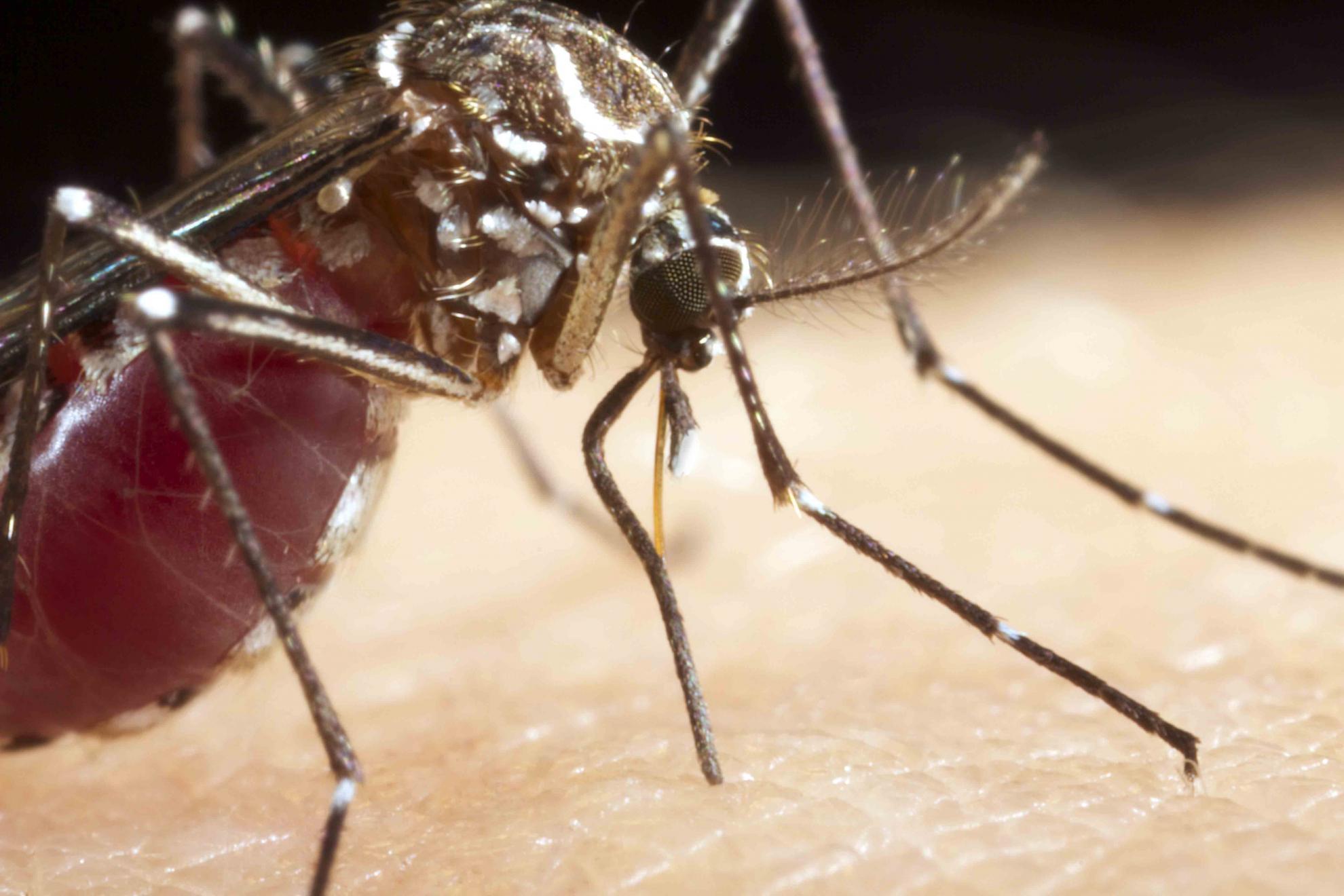 Female mosquito feeding