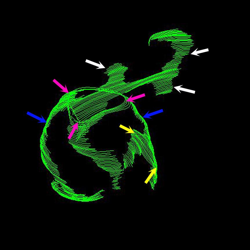 African swine fever virus forming - ASFV skeleton Pirbright research