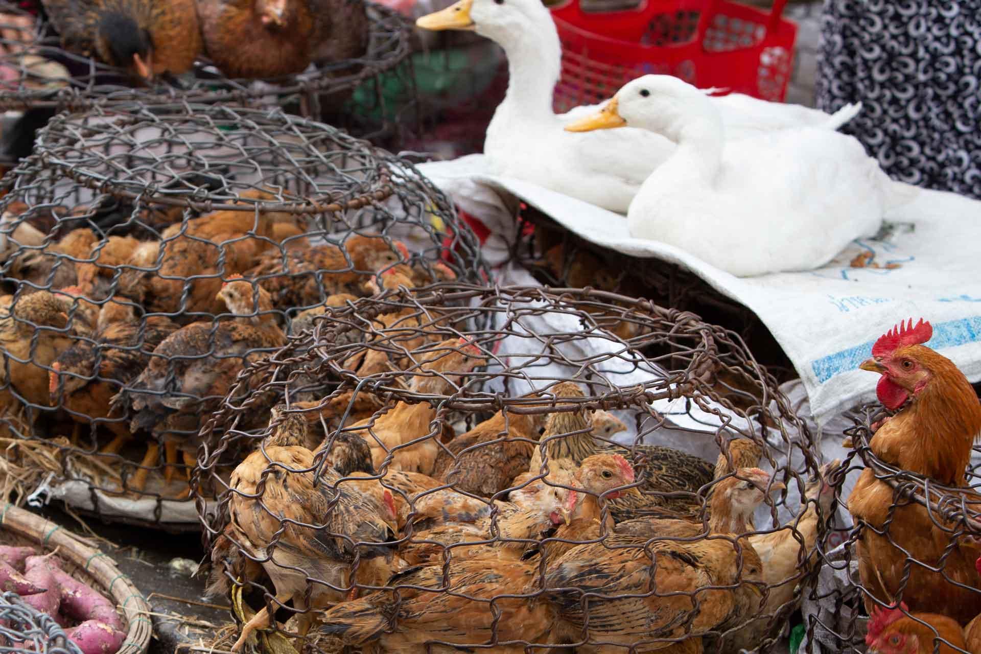 ducks and chickens at market