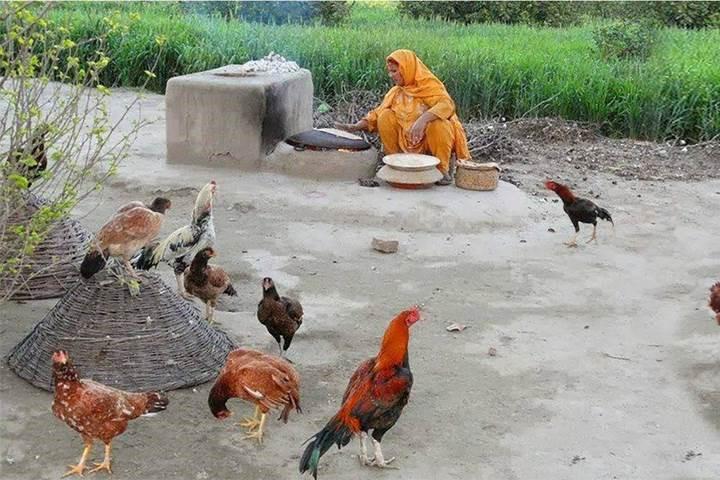 Poultry in a Pakitistani village