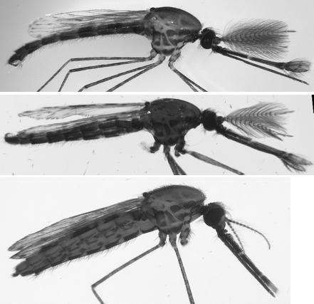 Image shows the effect of disabling femaleless on the physical appearance of mosquitoes. From top: wild-type male, female with disabled femaleless gene showing male traits, wild-type female. 