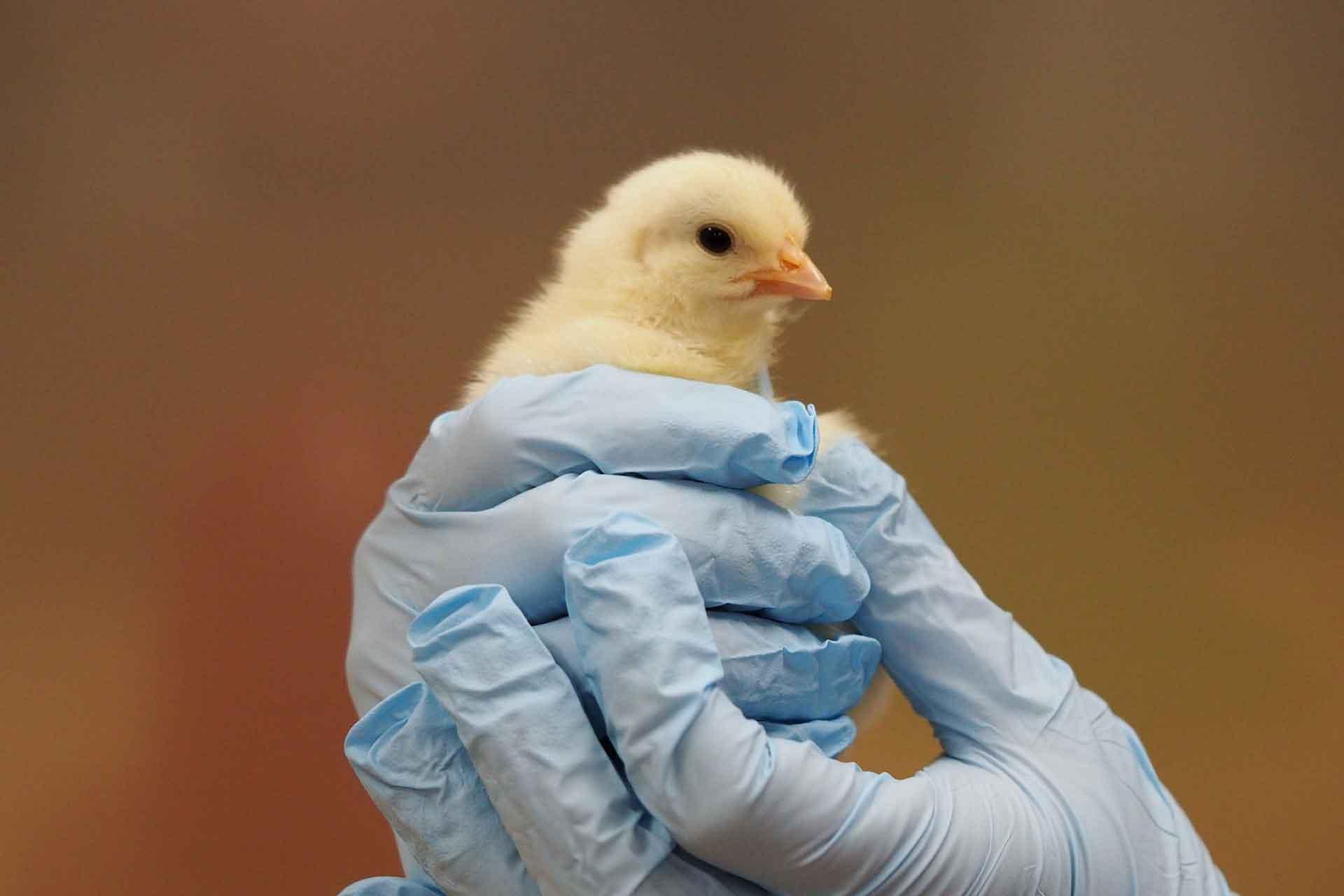 A chick being held