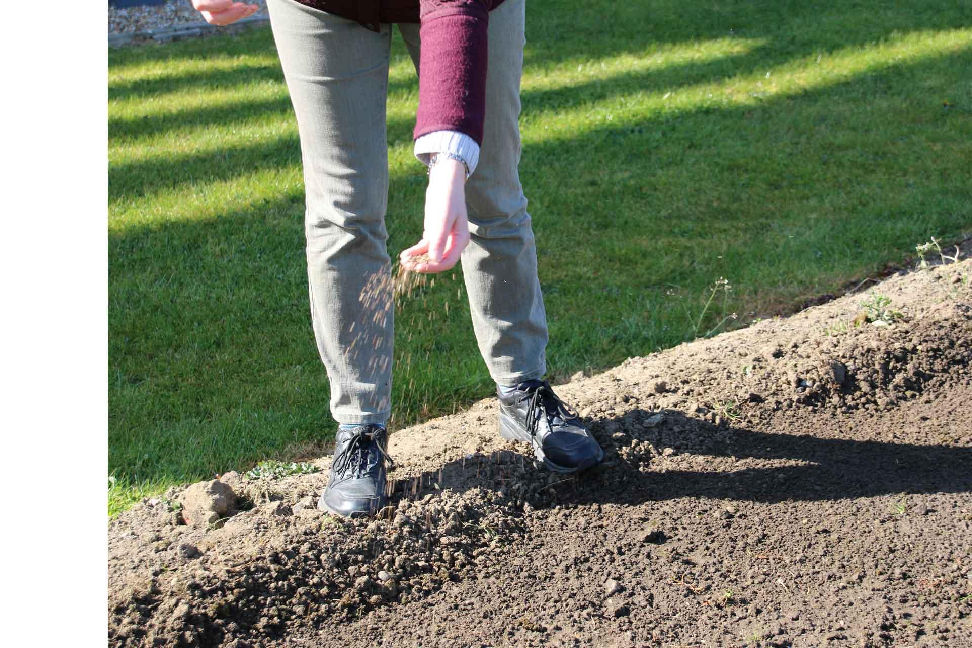 Wildflower seeds being sown