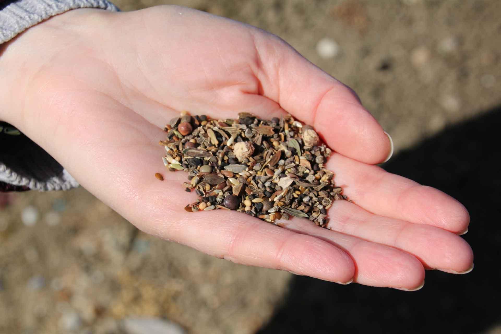 Seeds for the wildflower garden by The Jenner Building