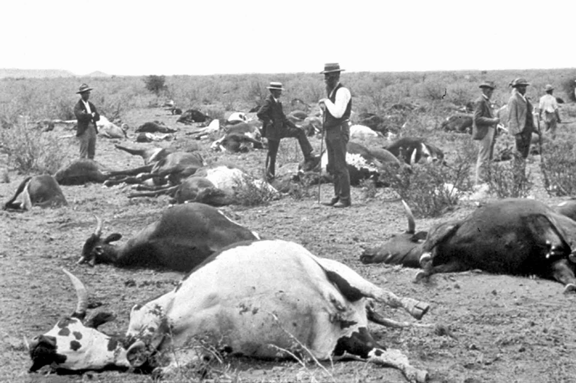 Cows dead from rinderpest in South Africa, 1896