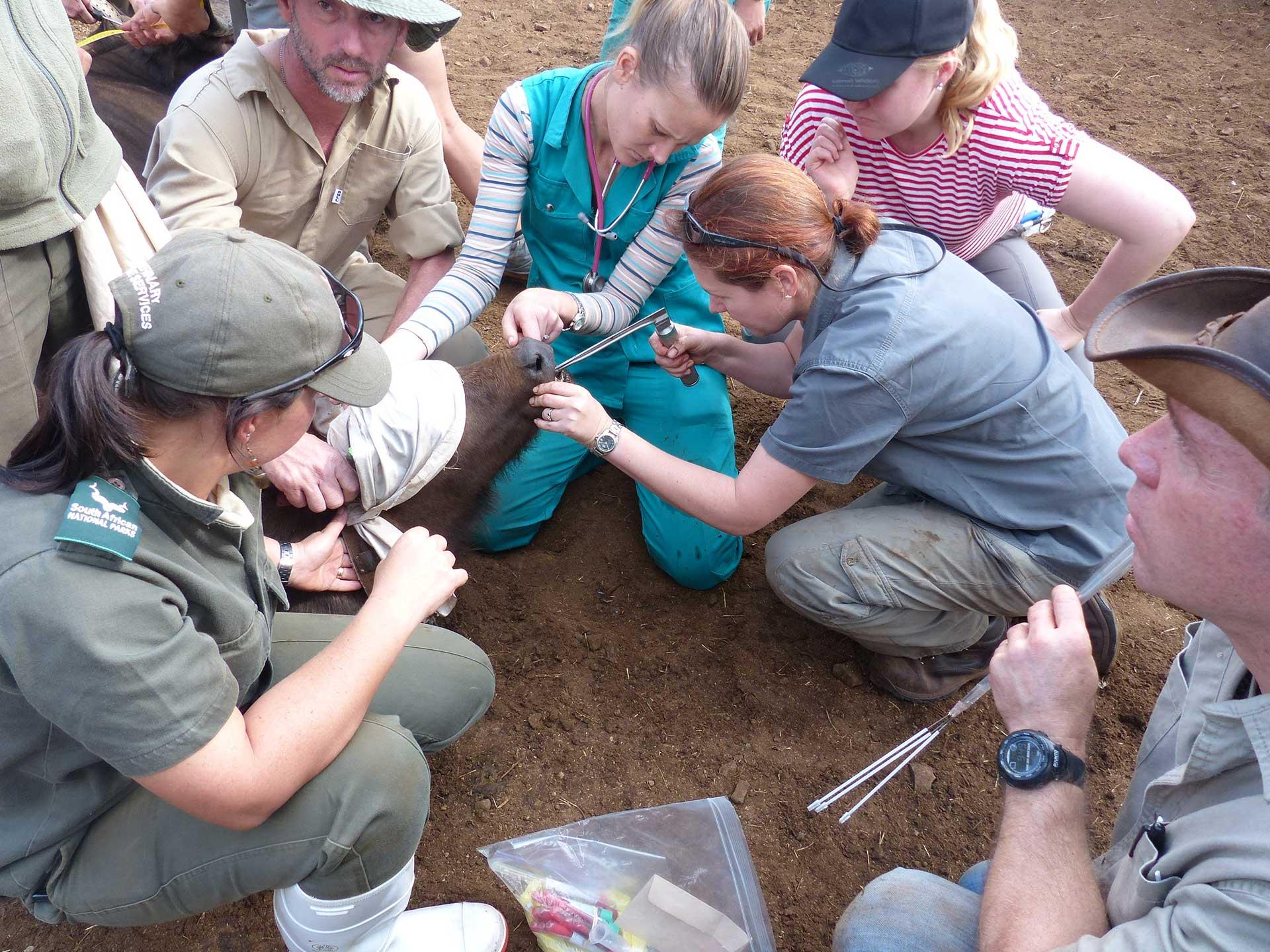 Taking samples from buffalo in the field