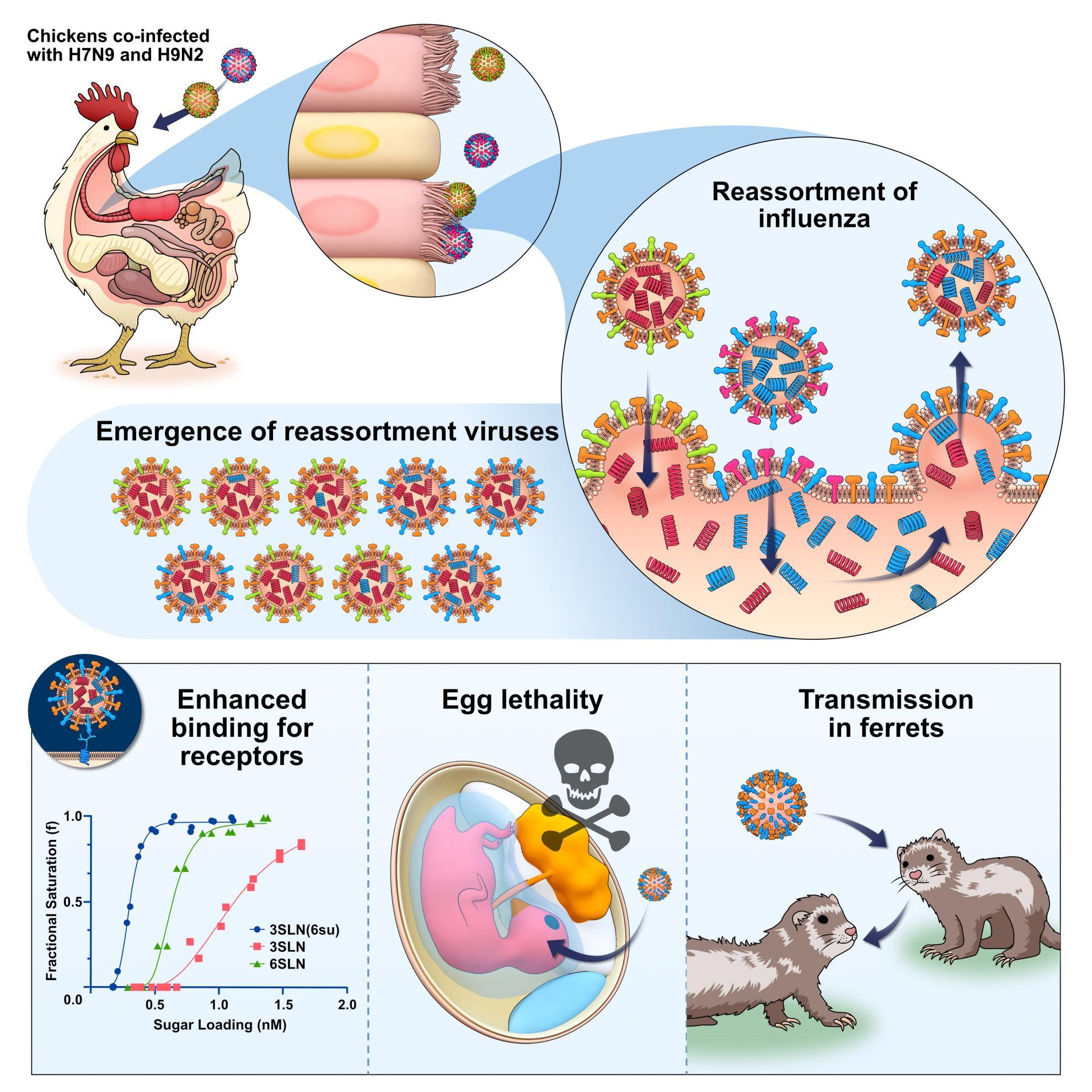 An illustration of a chicken infected with avian influenza strains. These strains can swap genetic information to create a new strain. A graph shows this strain binds more easily to cell, two images show the strain kills embryos & spreads between ferrets