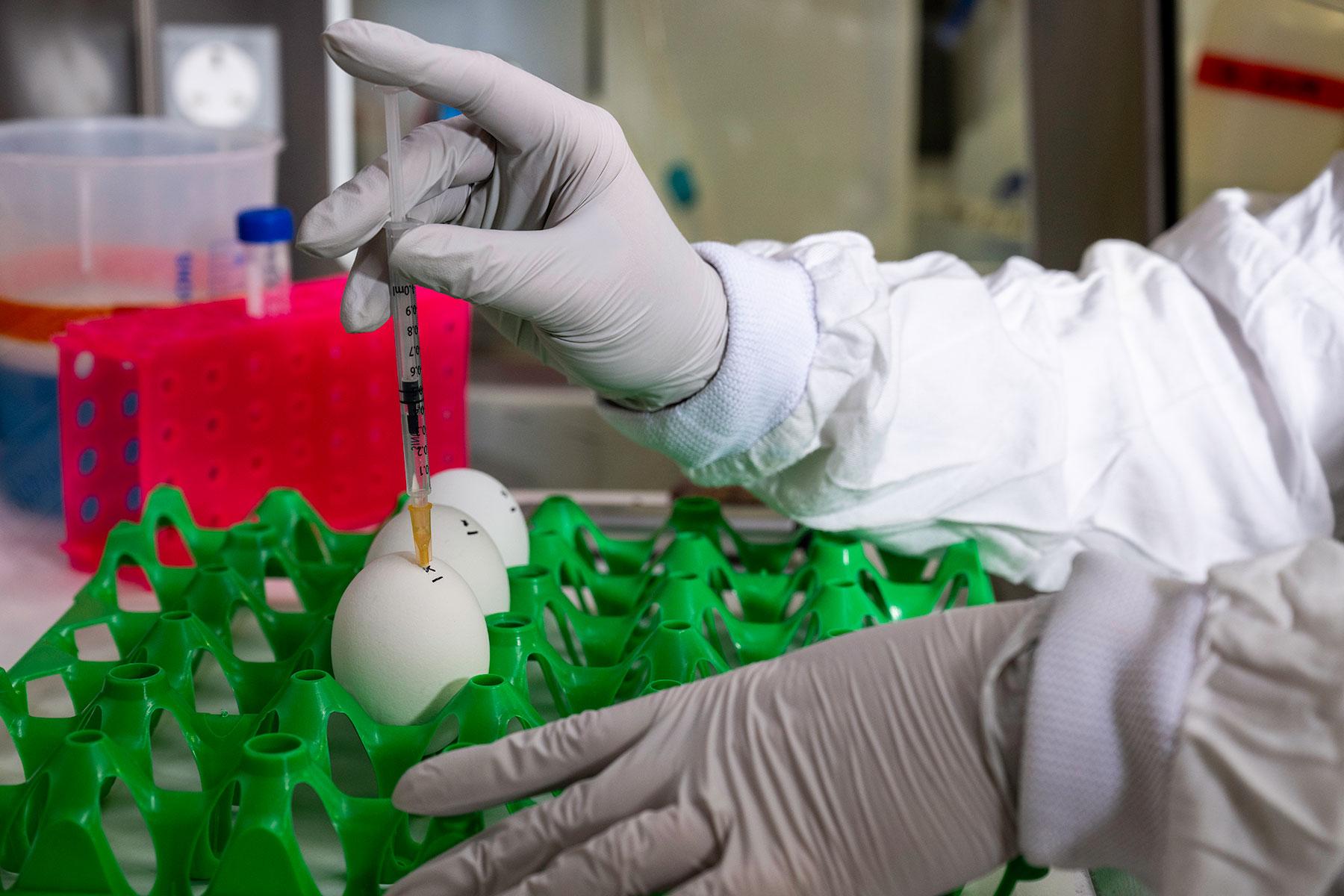 Grey gloved hands injecting liquid into an egg on a green tray. In the background is a bright pink tube holder