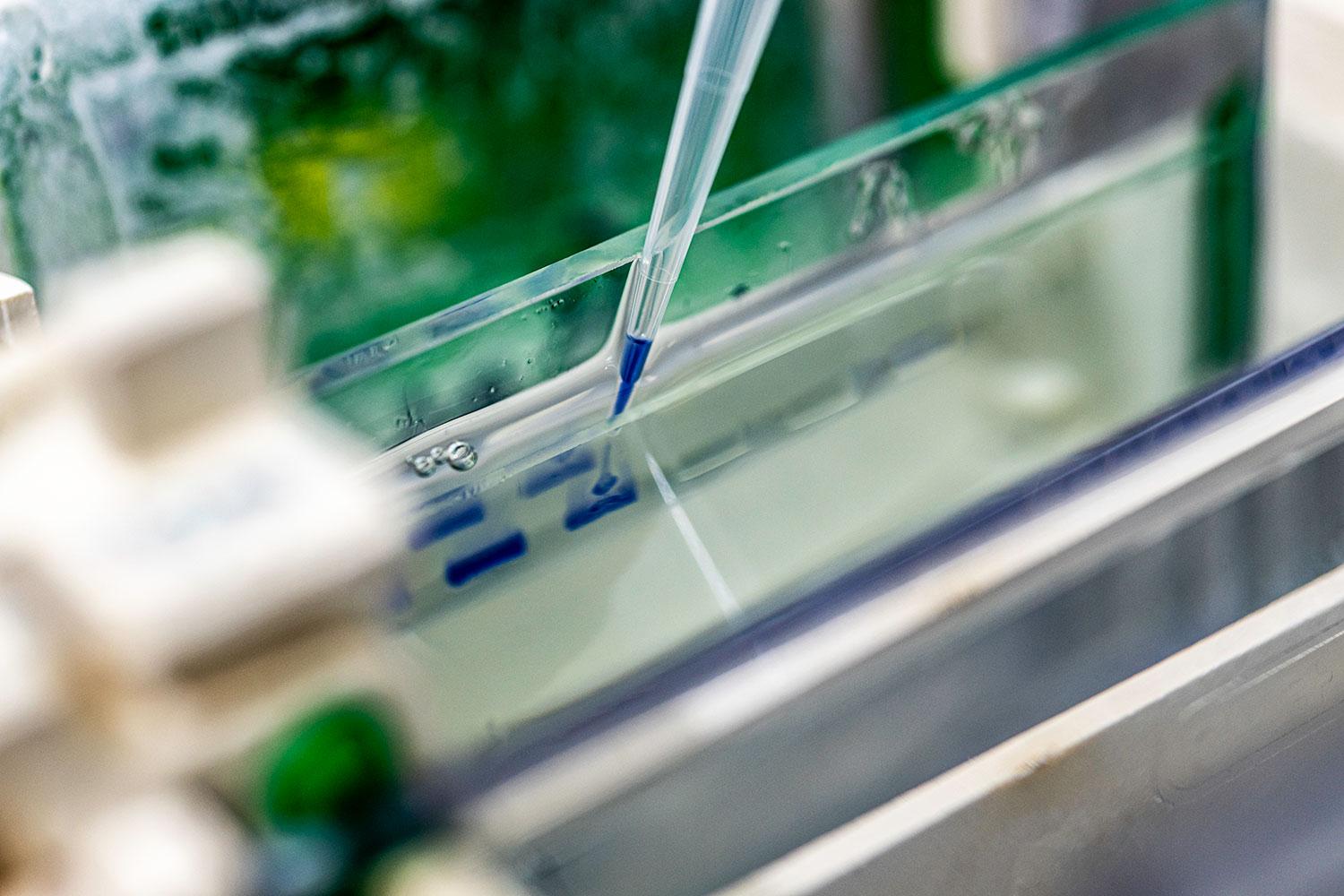 Close up of a pipette tip in a well of gel electrophoresis. Blue liquid is visible in the wells.