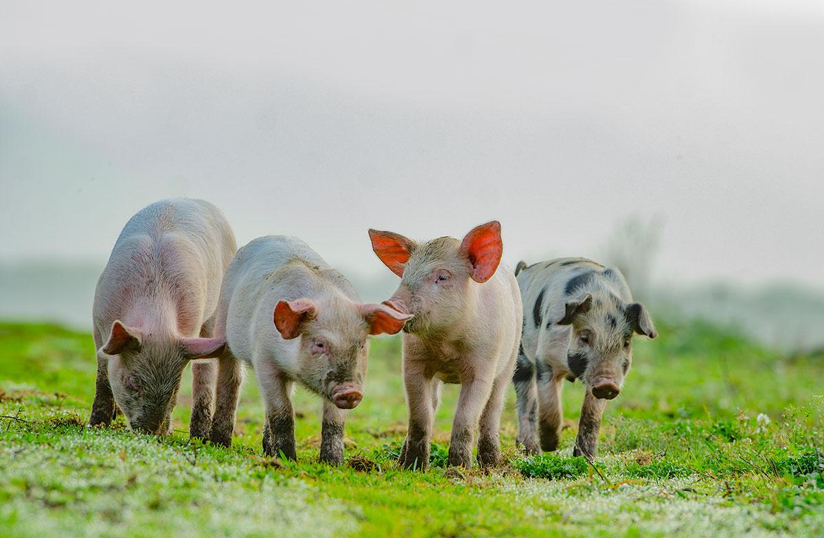 Four piglets in a row on grass