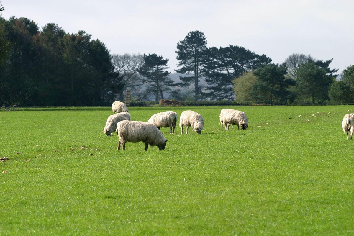 Seven sheep in a large green field