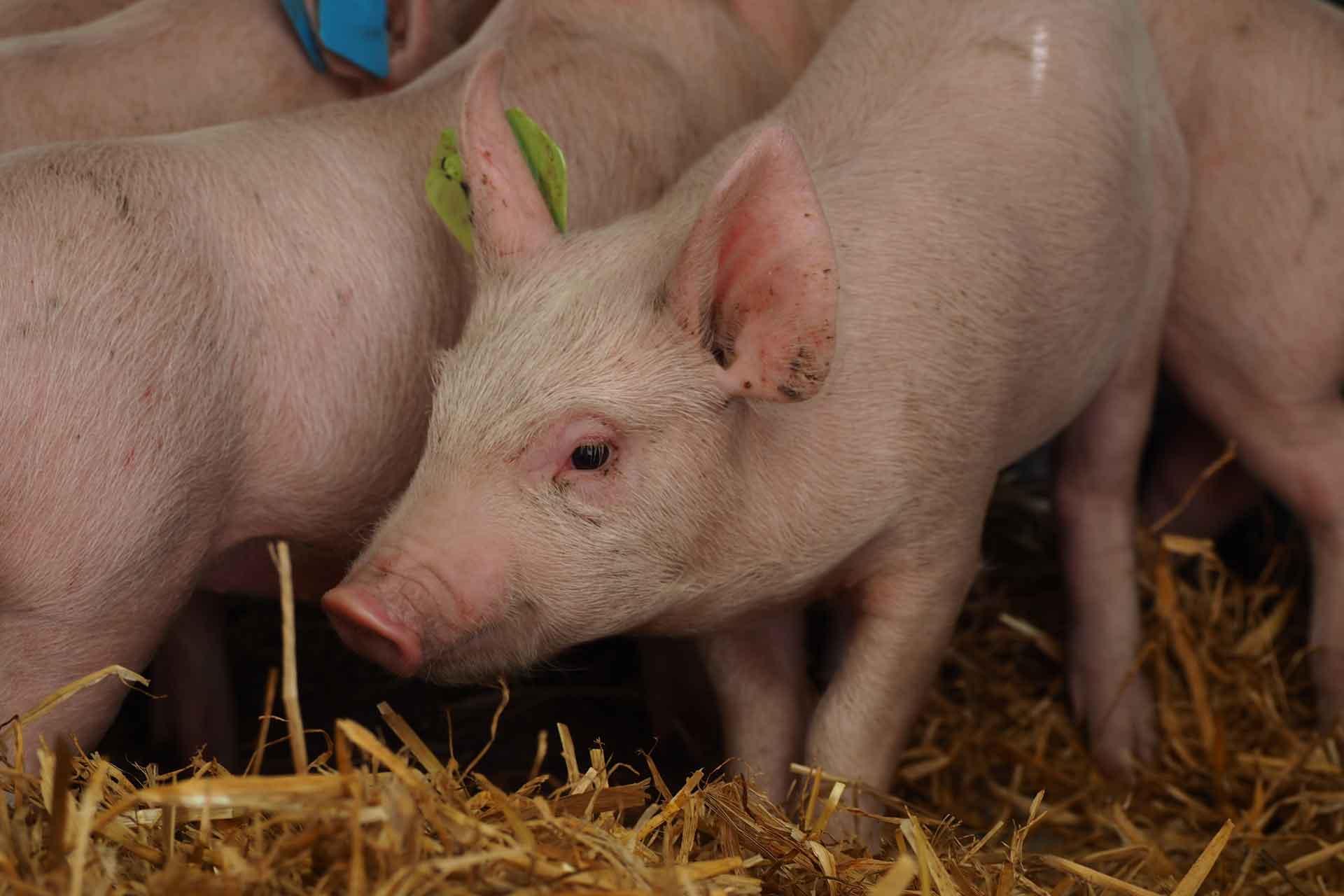 Small light pink pig with yellow tag in ear