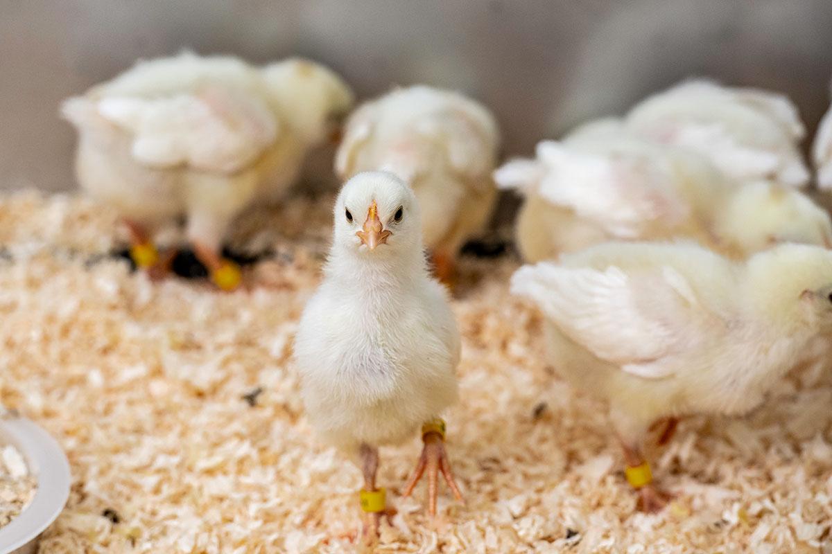 Small young yellow chick on sawdust. Both legs have little loose yellow rings