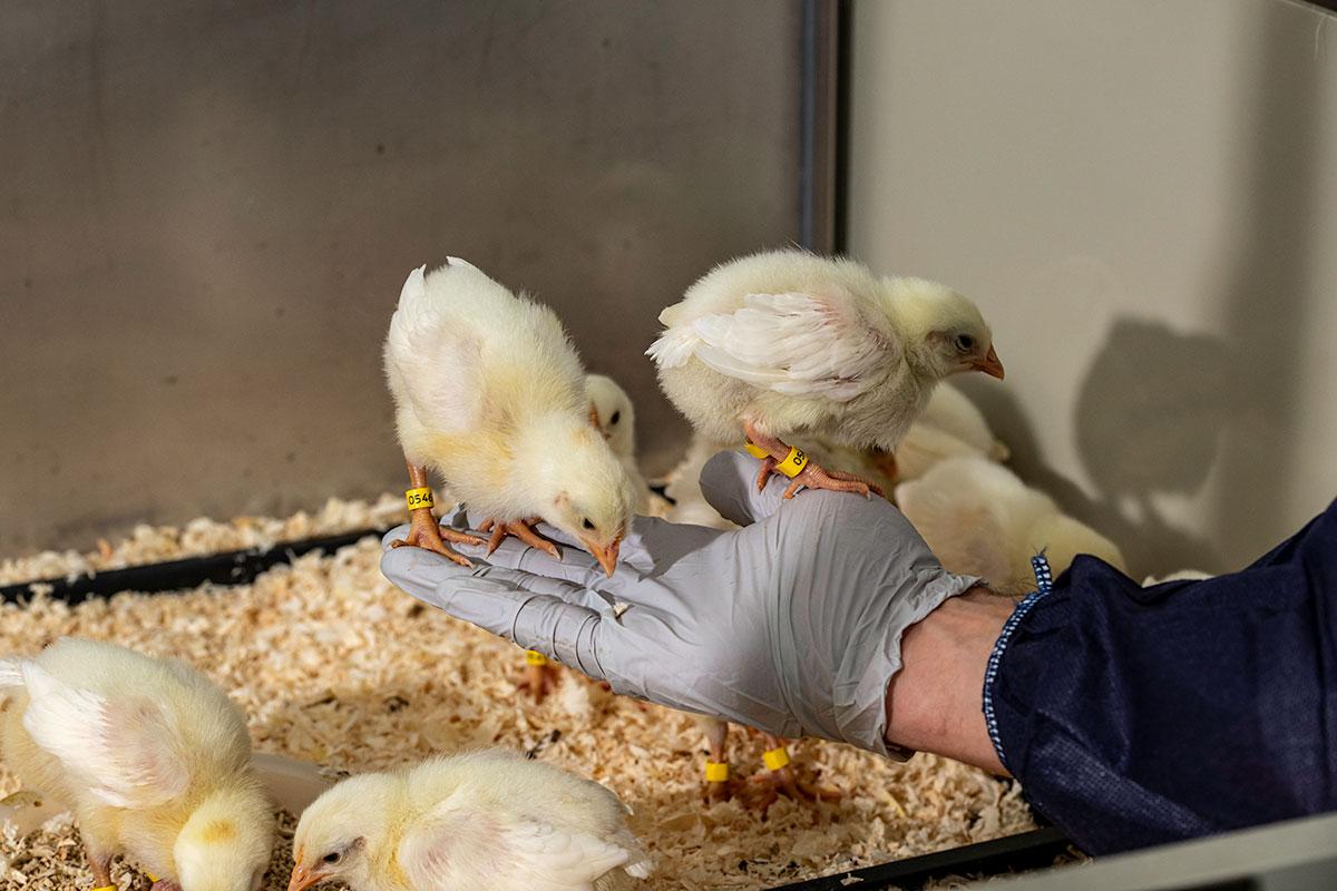 Gloved hand with two small fluffy yellow chicks stood on hand