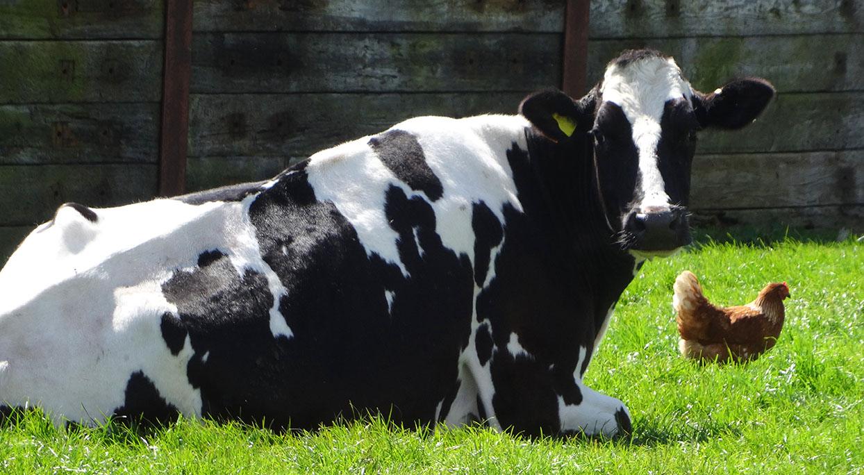 Black and white cow laying down in field next to a chicken