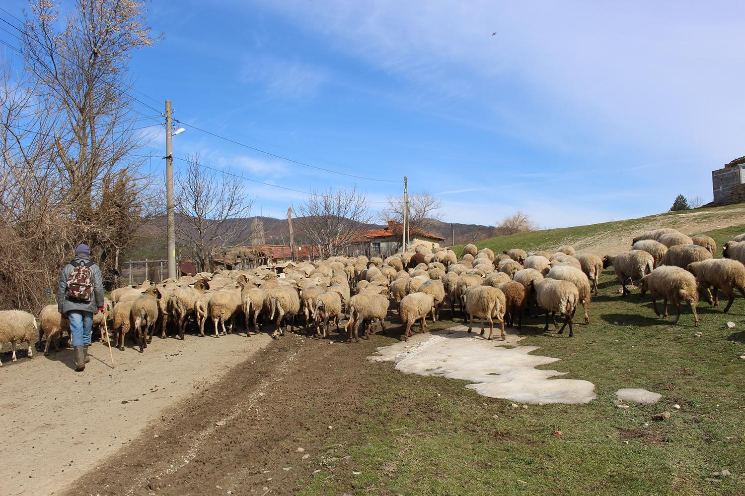 Large flock of sheep being herded by a person up a track. There is a small patch of muddied snow on the floor