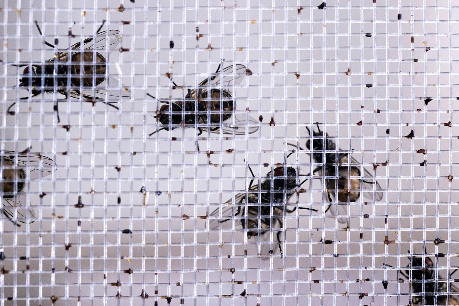 Close up of flies on netting