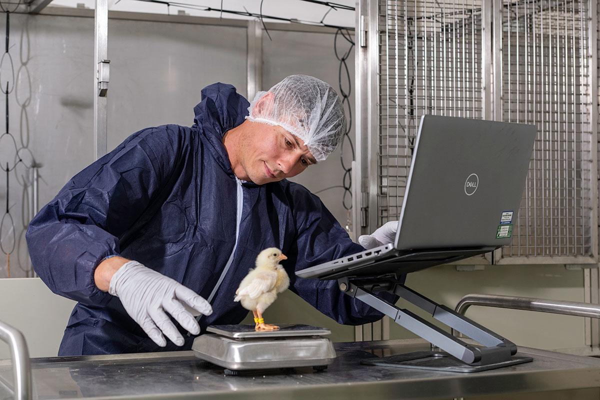 Person in blue paper overalls, wearing a hairnet and grey gloves, weighing a chick. The chick is stood freely on some scales while the person has their eyes on the chick and one hand on a laptop. Their other hand is floating to the side of the chick