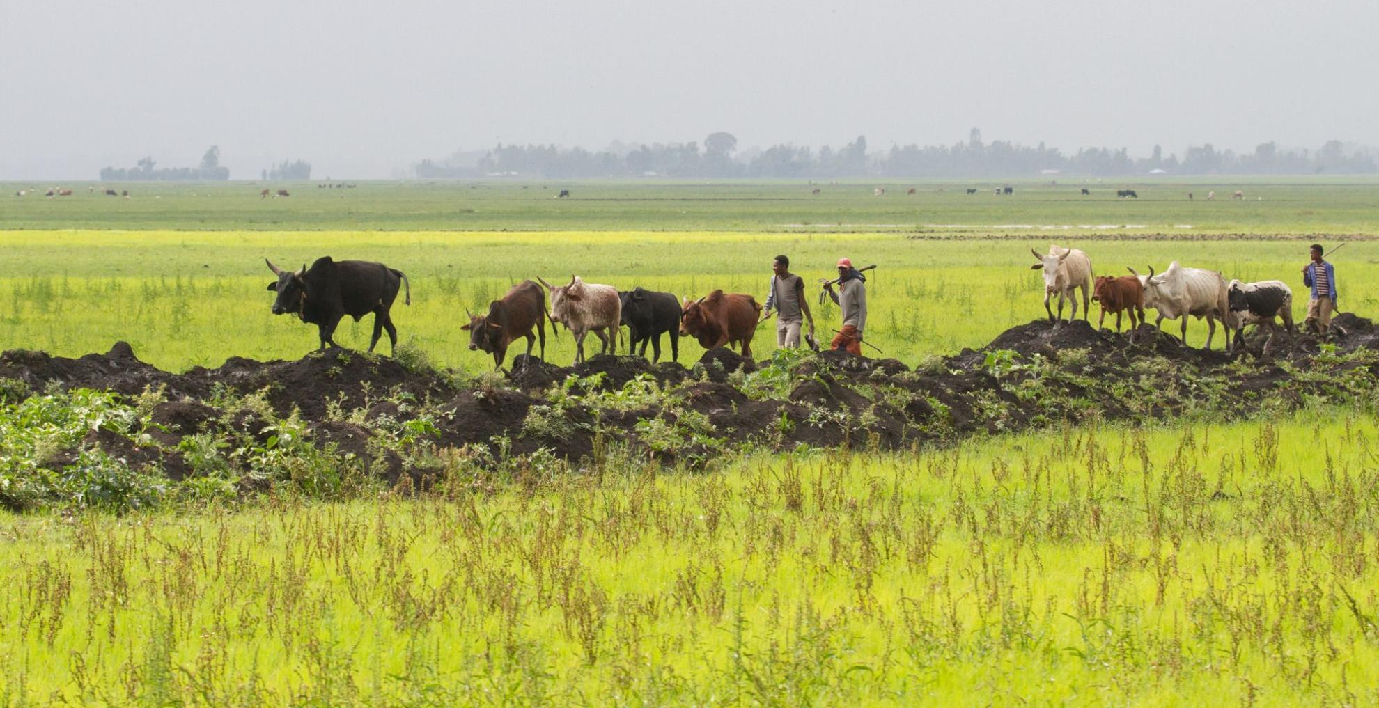 Cattle being herded