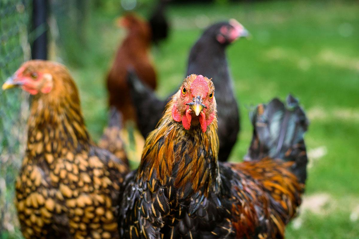 Two brown roosters on grass by a fence