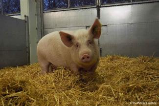 Single large pink pig standing on hay looking at the camera