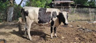 Singular black and white cow on dry muddy floor. Very small nodular lesions are visible all over its skin