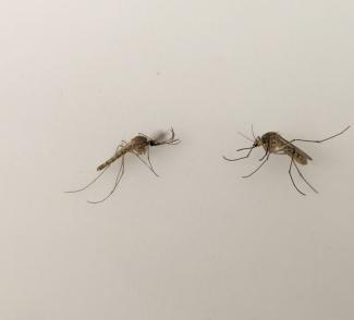 Two mosquitoes laid out facing each other