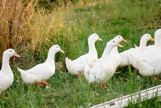 Group of seven white Pekin ducks walking in a line on green grass