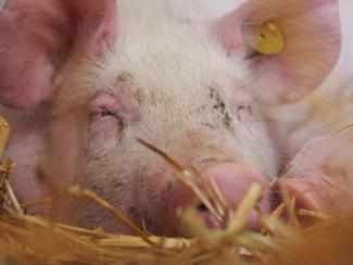 Close up of pink pig face snoozing on straw