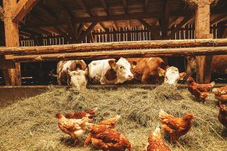 Three brown and white cows with noses in hay. In front of them are seven orange chickens.