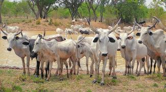 Large herd of white cattle in Ghana stood in a line in front of a watering hole. At the other side of the watering hole are more cattle in the water.