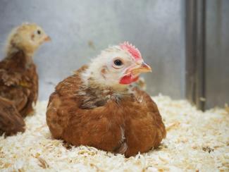 Chicken