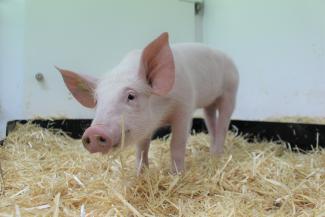 Pig standing in hay
