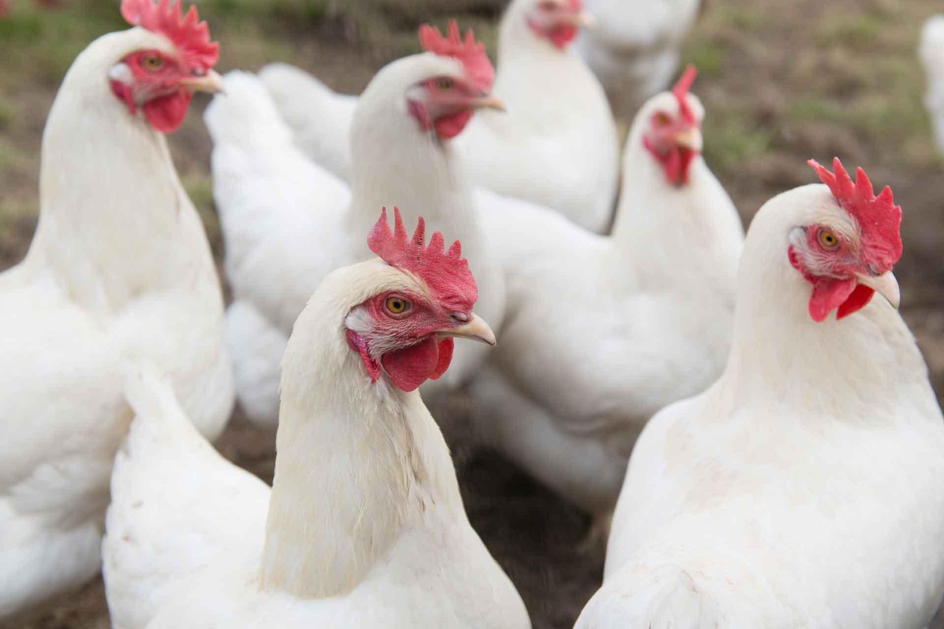 white chickens