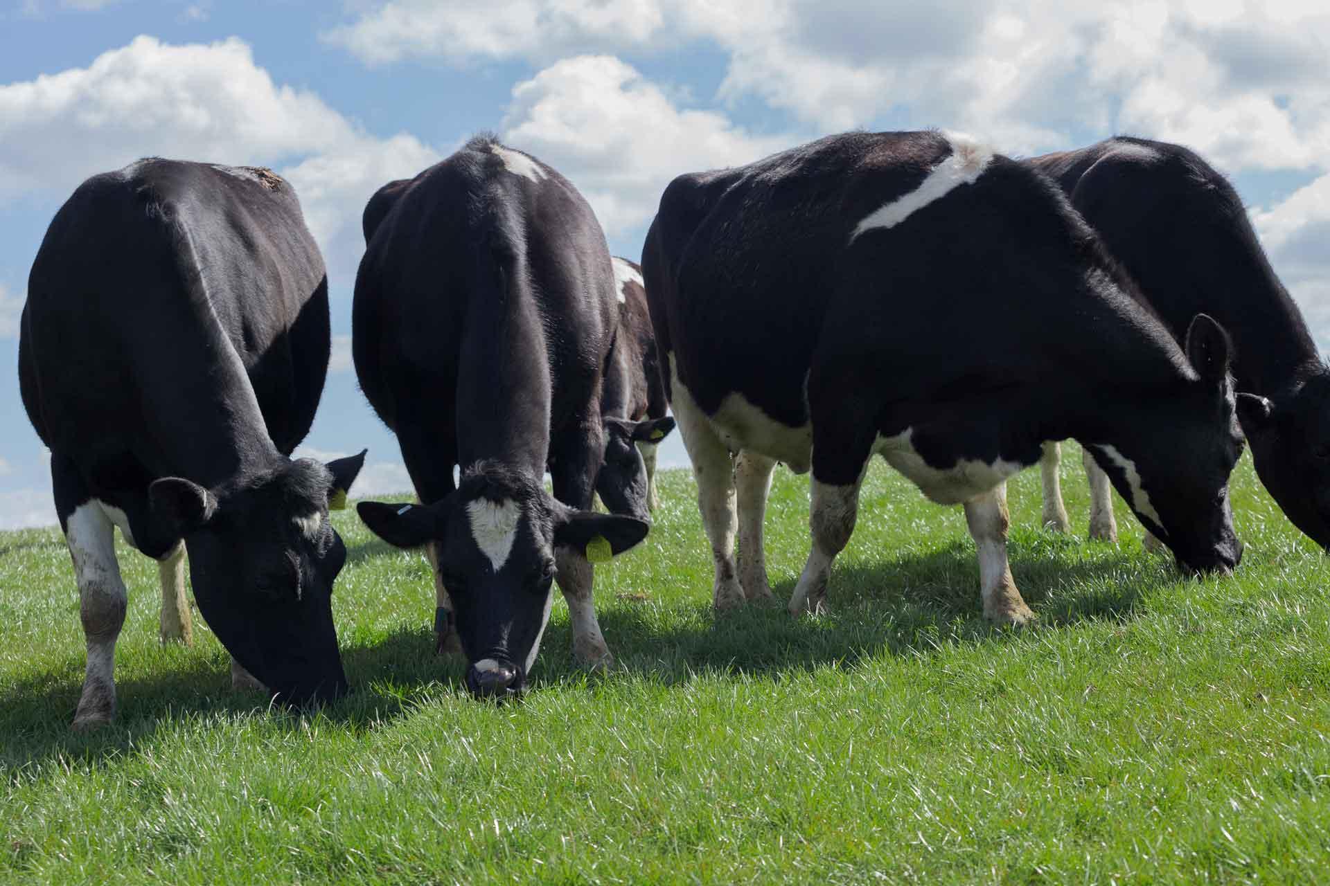 Cows in a field at Pirbright Compton site