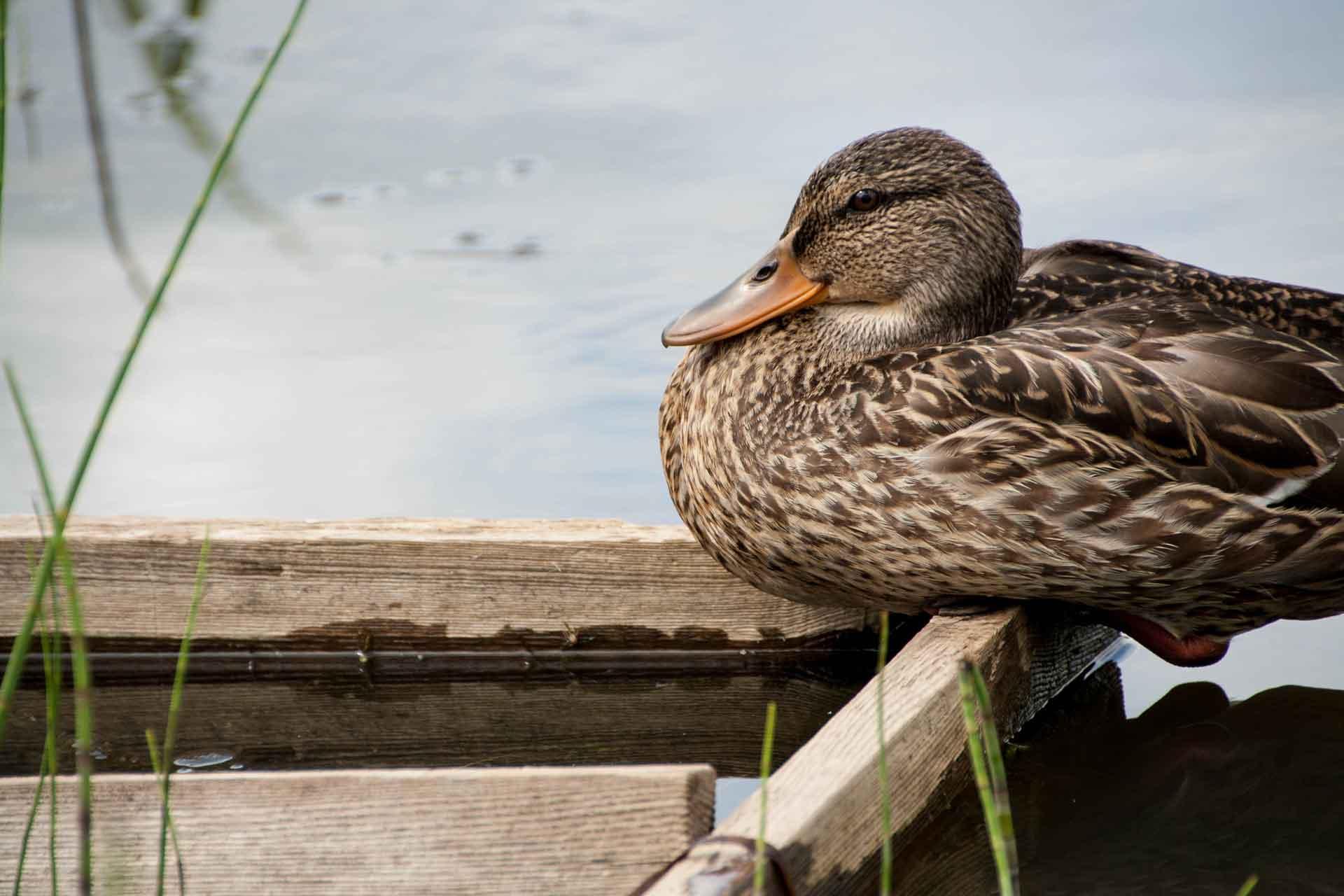 Duck by water