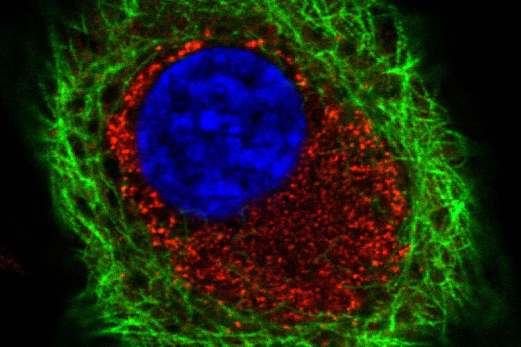 foot-and-mouth disease infected cell