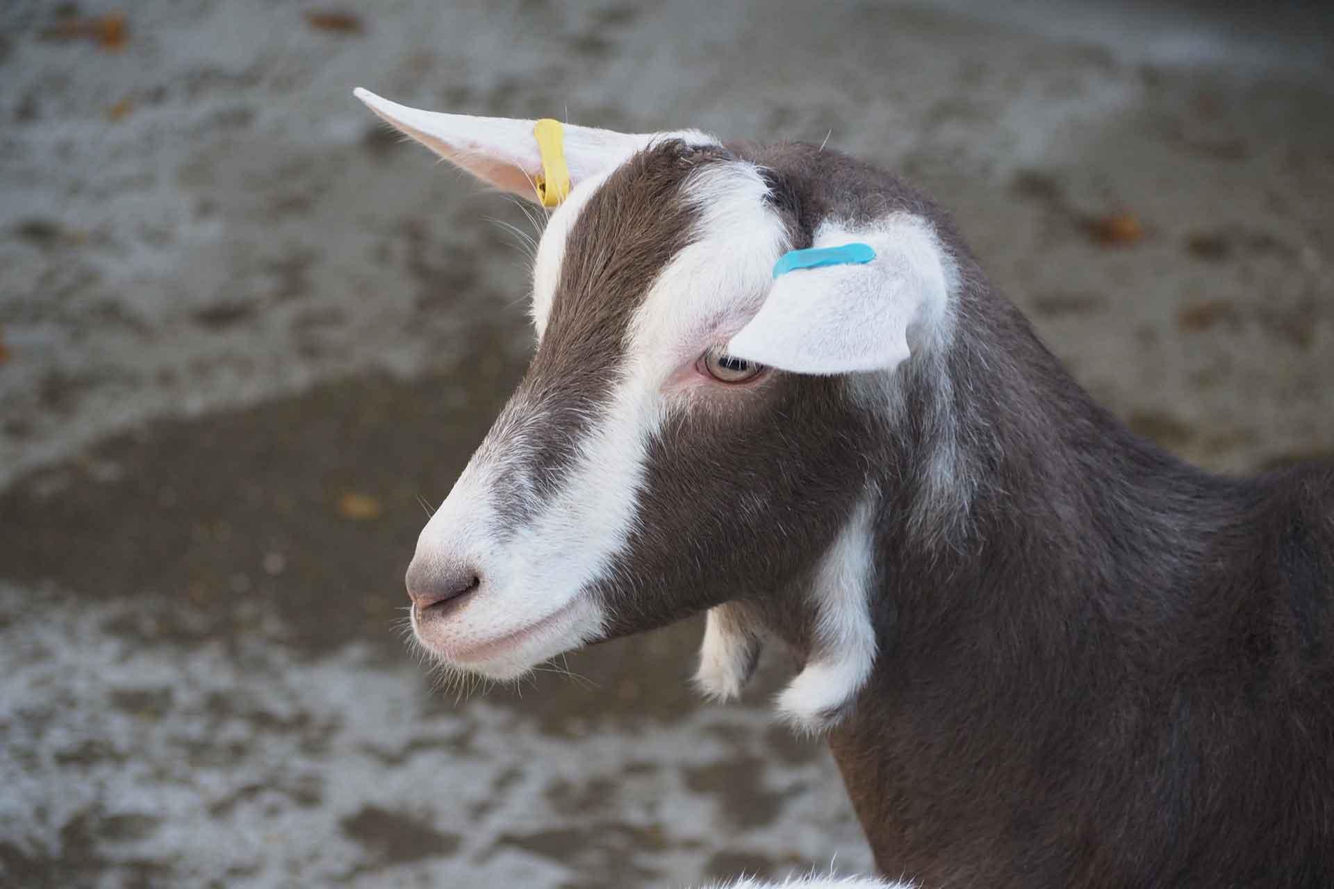 Brown goat