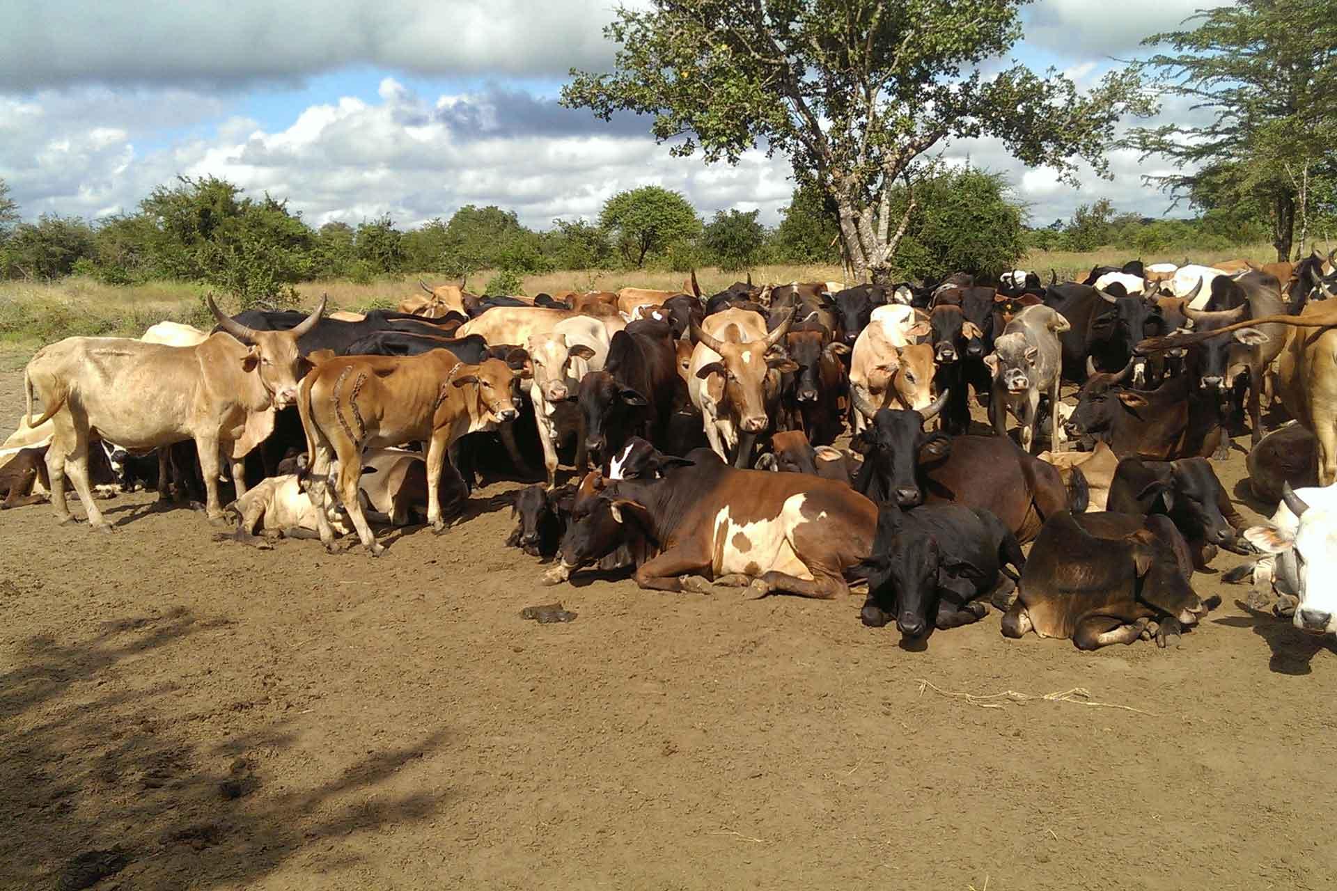 African domestic cows in Tanzania