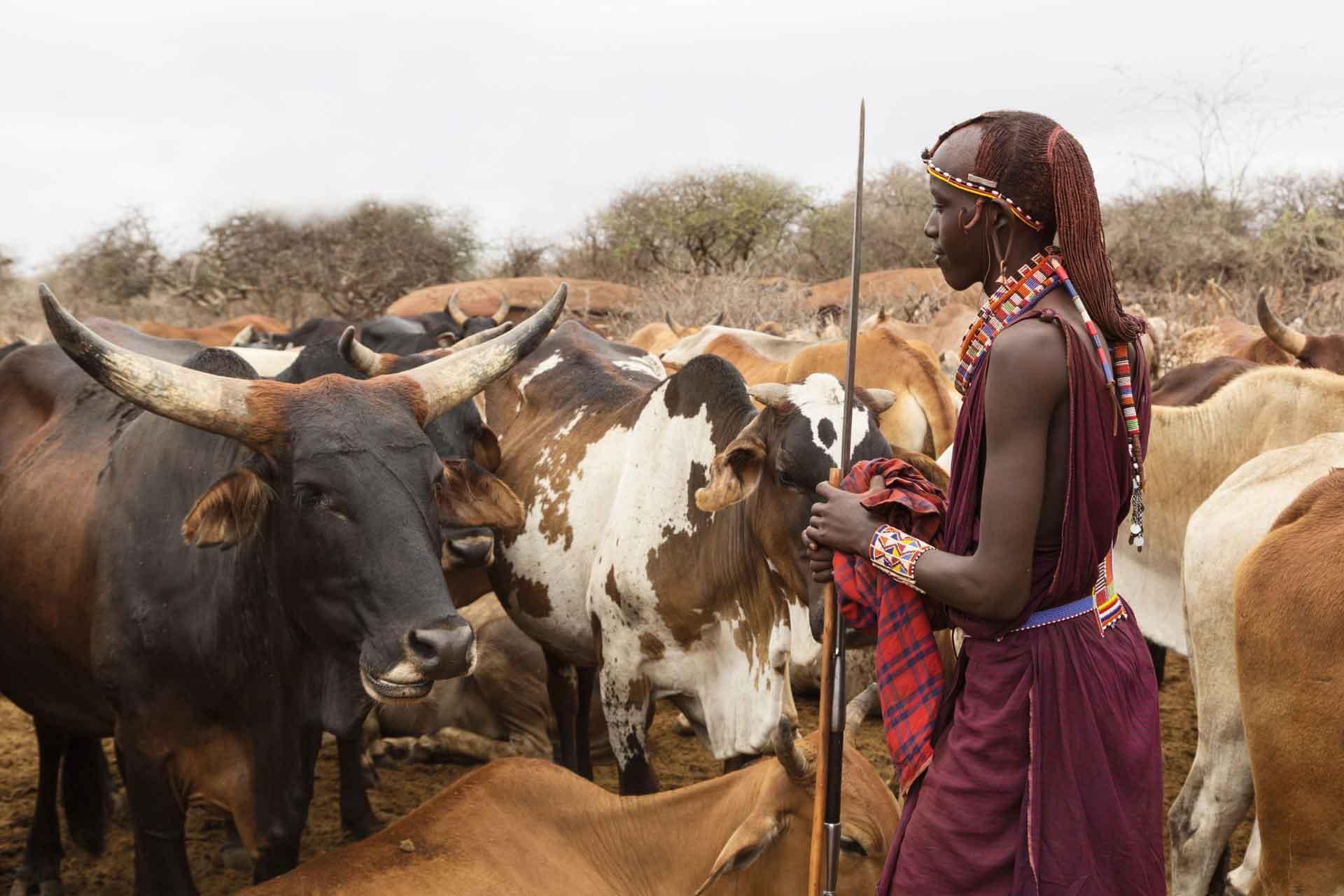 cows in tanzania with Masai tribe