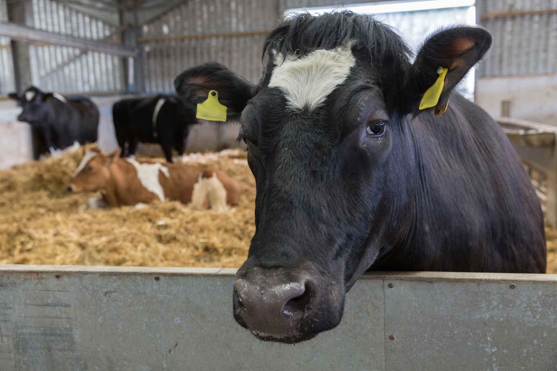 cow at Compton site Pirbright